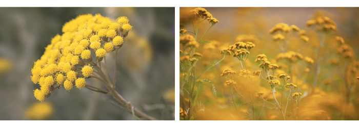 Unlock Immortality with YOUNG.AGAIN OIL | Premier Beauty Supply